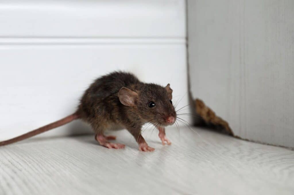 unnamed 17 - Rat, Mouse, or Vole? What to Know About Common Rodent Pests - Bug Control Specialists