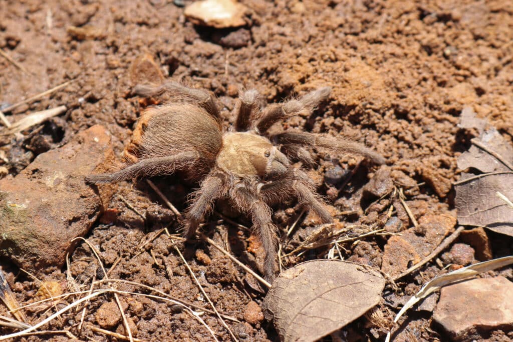 AdobeStock 266850550 - Hair Today, Gone Tomorrow: Colorado’s Annual Tarantula 'Migration' - Bug Control Specialists