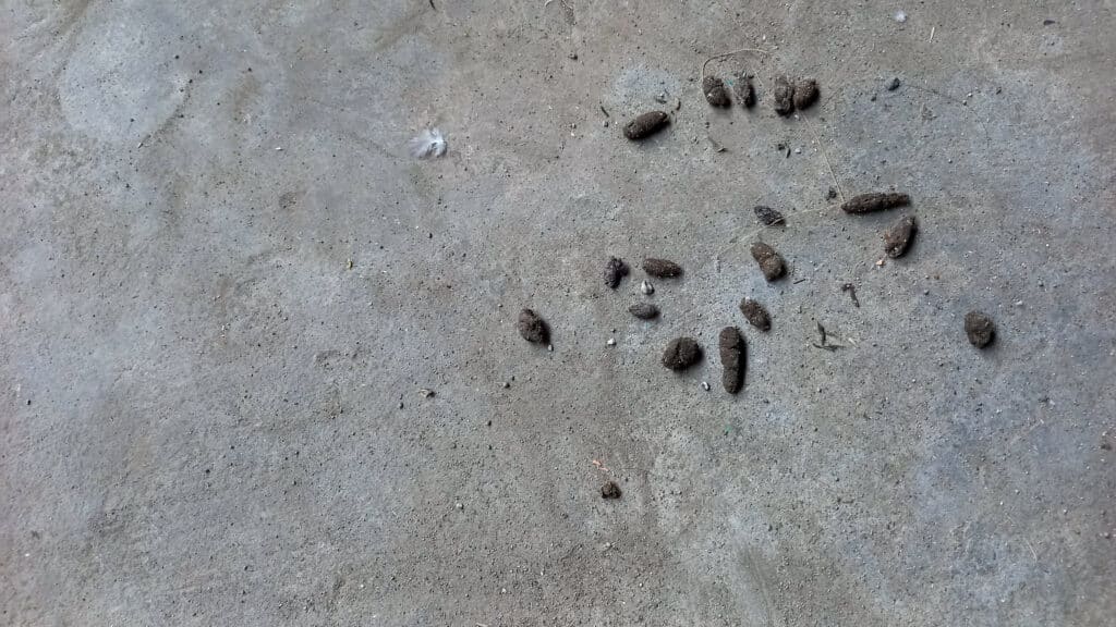 AdobeStock 673023547 - Rat, Mouse, or Vole? What to Know About Common Rodent Pests - Bug Control Specialists