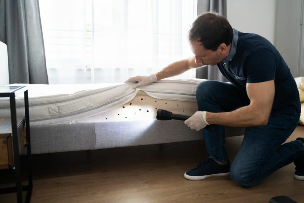 A bug control specialist inspecting a bed bug infestation.