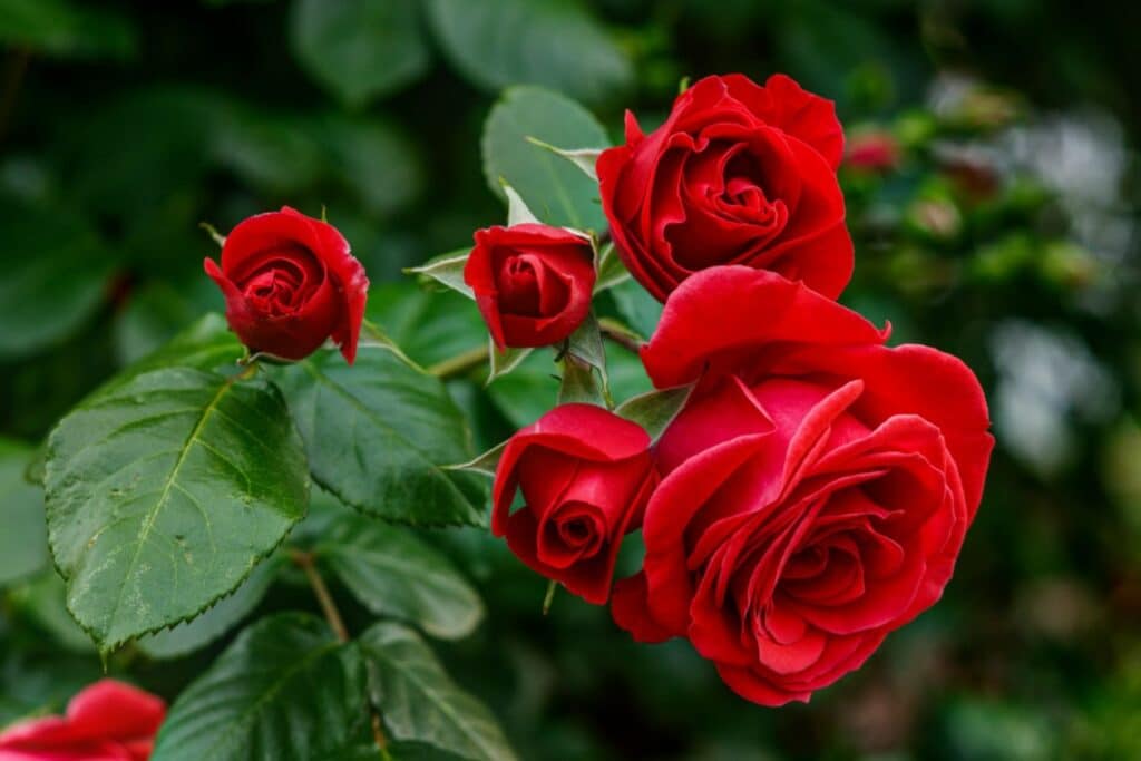 Is Your Yard Attracting Pests The Link Between Plants Pest Control 1 - Is Your Yard Attracting Pests? The Link Between Plants & Pest Control - Bug Control Specialists