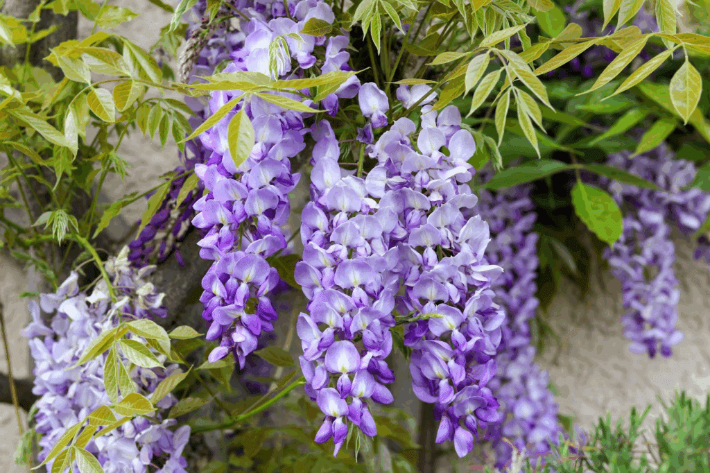 image 3 - Is Your Yard Attracting Pests? The Link Between Plants & Pest Control - Bug Control Specialists