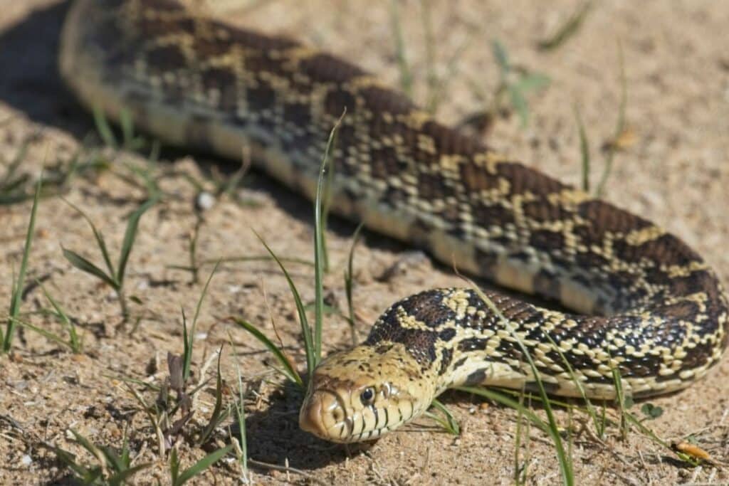 101 - Most Dangerous Pests in Colorado - Bug Control Specialists