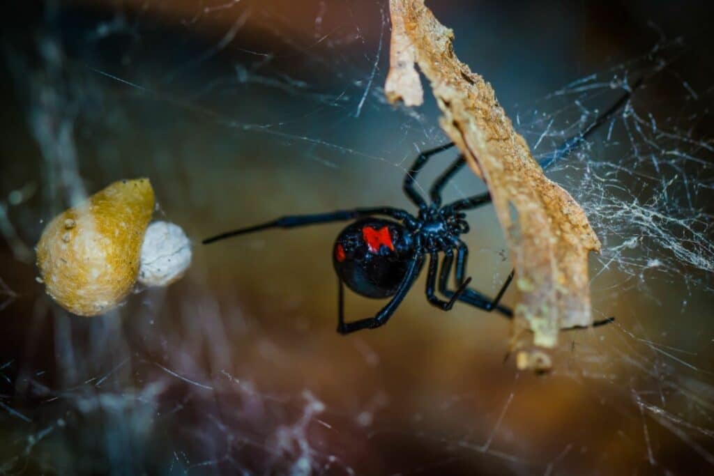 11 - Most Dangerous Pests in Colorado - Bug Control Specialists