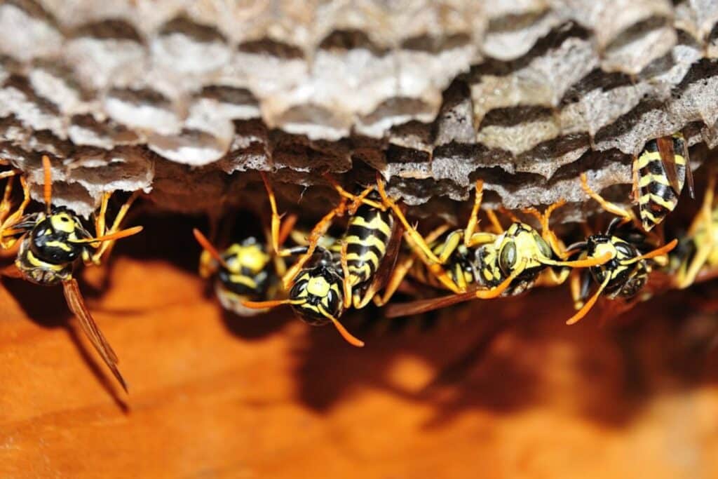 111 - Most Dangerous Pests in Colorado - Bug Control Specialists