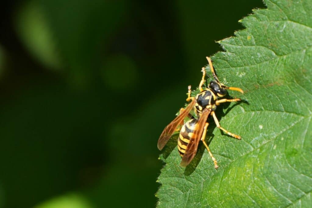 121 - Most Dangerous Pests in Colorado - Bug Control Specialists