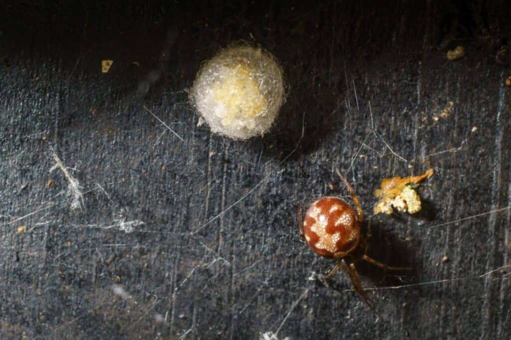 31 - Most Dangerous Pests in Colorado - Bug Control Specialists