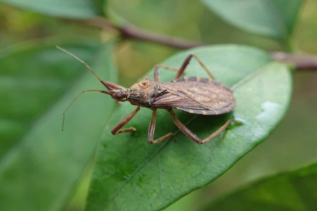 41 - Most Dangerous Pests in Colorado - Bug Control Specialists