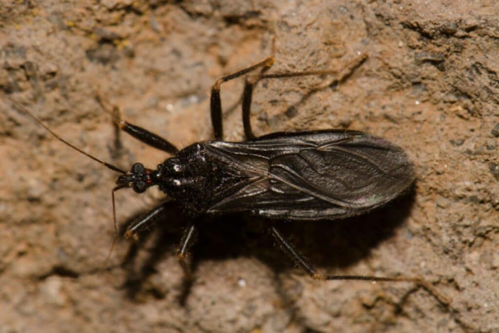 51 - Most Dangerous Pests in Colorado - Bug Control Specialists