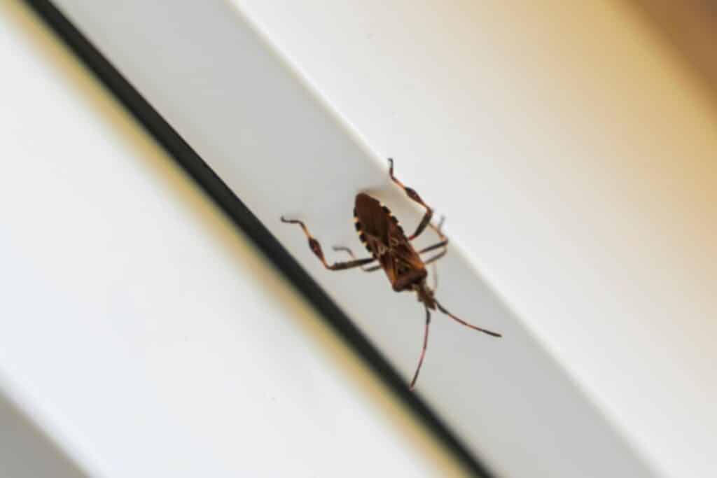 61 - Most Dangerous Pests in Colorado - Bug Control Specialists