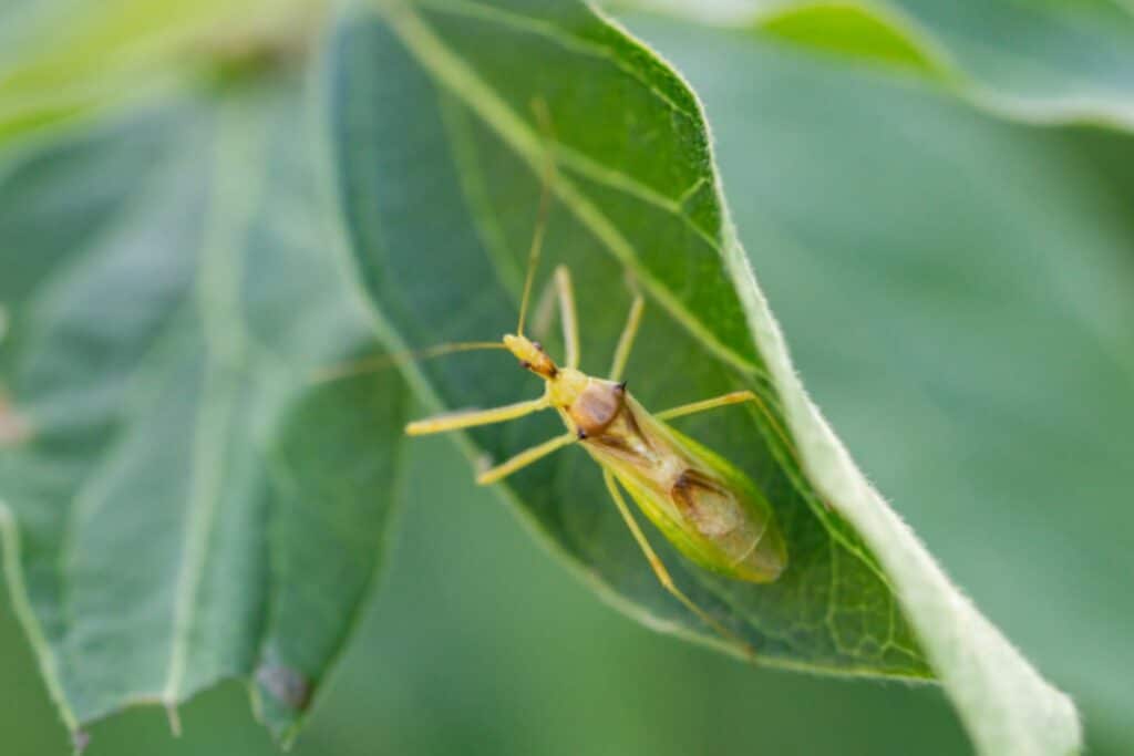 71 - Most Dangerous Pests in Colorado - Bug Control Specialists