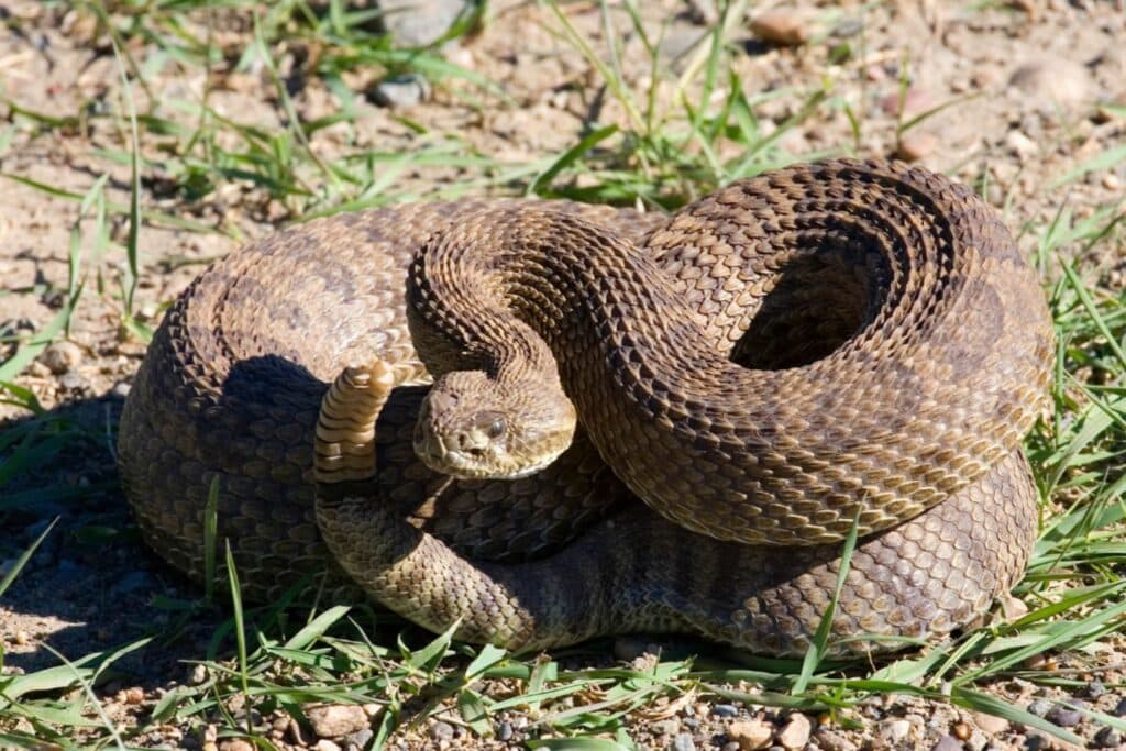 81 - Most Dangerous Pests in Colorado - Bug Control Specialists