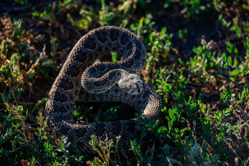 91 - Most Dangerous Pests in Colorado - Bug Control Specialists