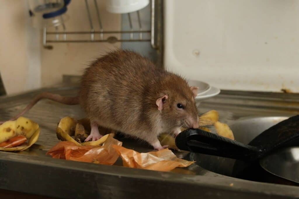 pest control challenges in commercial buildings with mice and rats