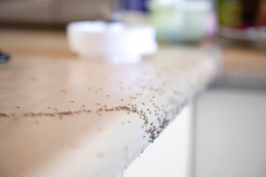 top household remedies for ant and spider control with ants marching across a kitchen counter