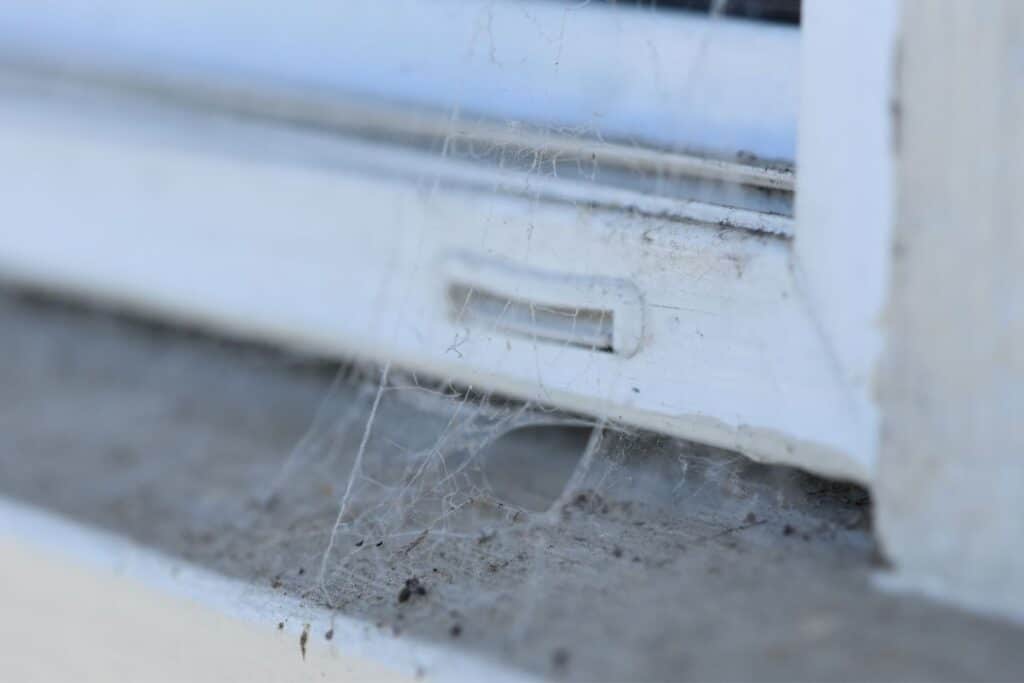 image 2 - Top Household Remedies for Ant and Spider Control - Bug Control Specialists