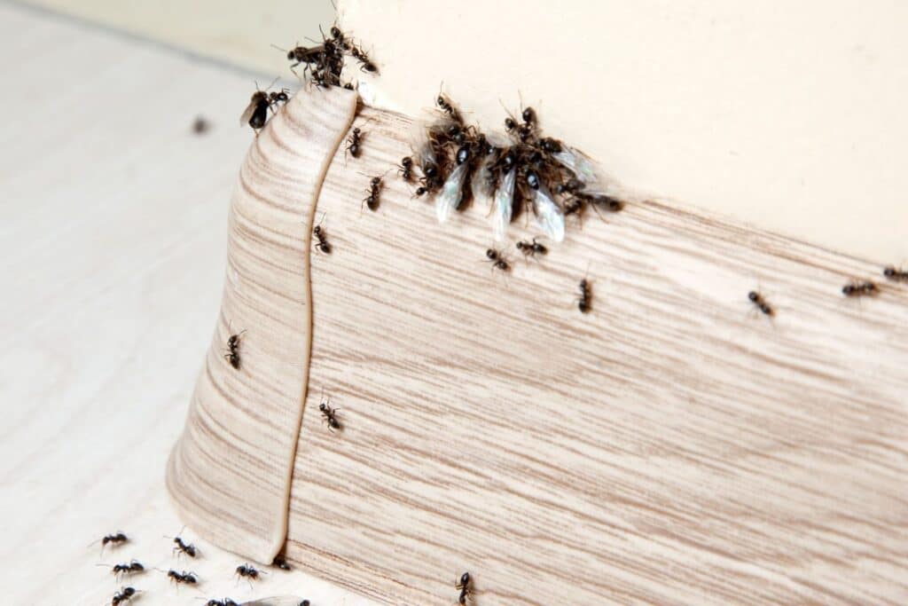image 3 - Top Household Remedies for Ant and Spider Control - Bug Control Specialists