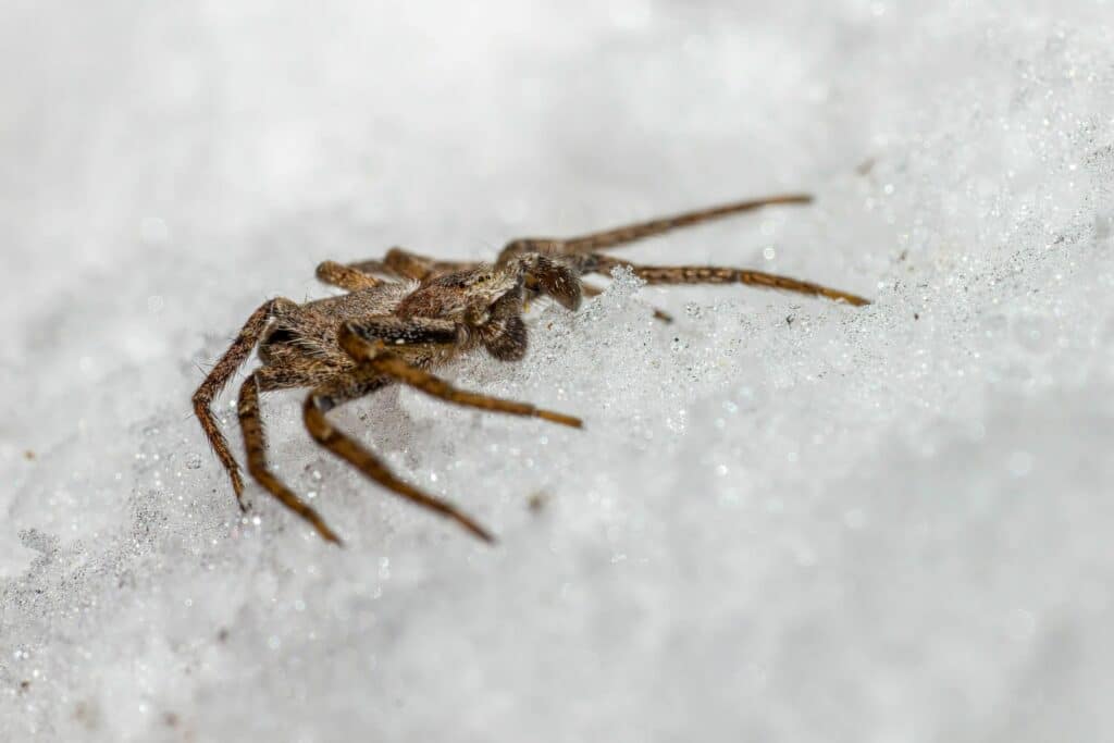 winter pest control needed for pests that are still present during cold months like the spider featured in this image in snow