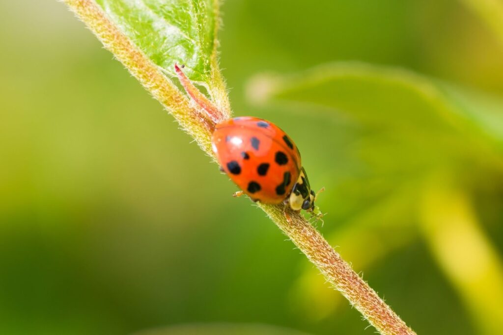 Trees That Attract Pests in Colorado 3 - Bug Control Specialists image 1 - Trees That Attract Pests in Colorado - Bug Control Specialists