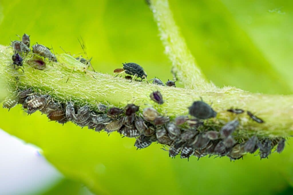 Trees That Attract Pests in Colorado 1 - Bug Control Specialists image 2 - Trees That Attract Pests in Colorado - Bug Control Specialists
